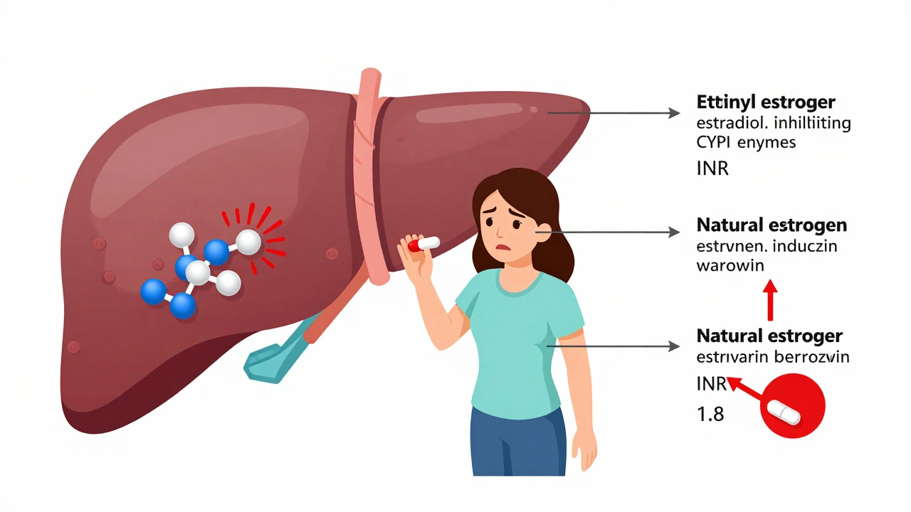Estrogen Interactions with Warfarin: What You Need to Know About Bleeding Risk and Dose Changes